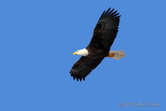 Bald Eagle Flying