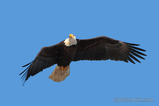 Bald Eagle in Flight