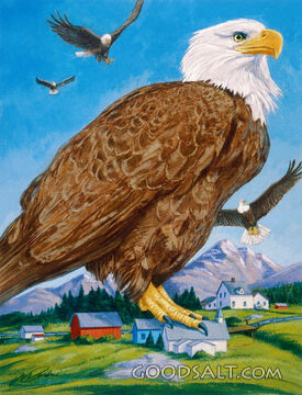 Bald Eagle Lands on House
