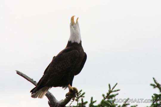 Bald Eagle Screeching
