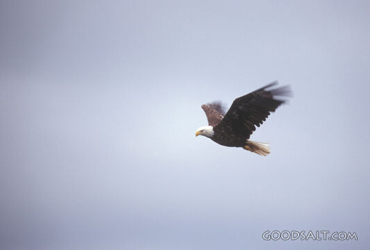 Bald Eagle Soaring