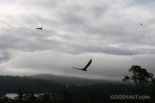Bald Eagles in Flight