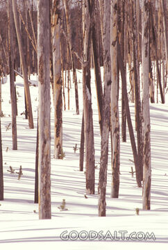 bare trees in snow