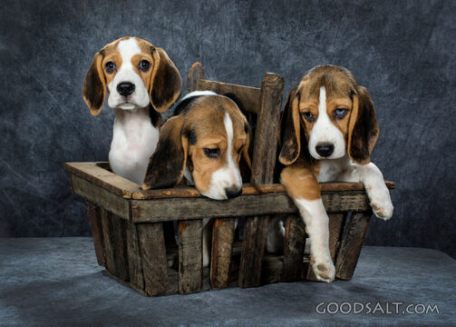 Basket of Pups