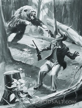 Bear Attack