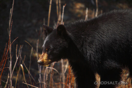 Bear Standing
