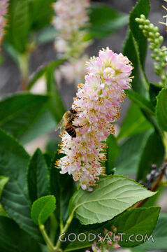 Bee on Flower 1