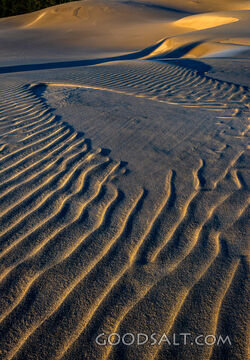 Bigfoot on the Dunes