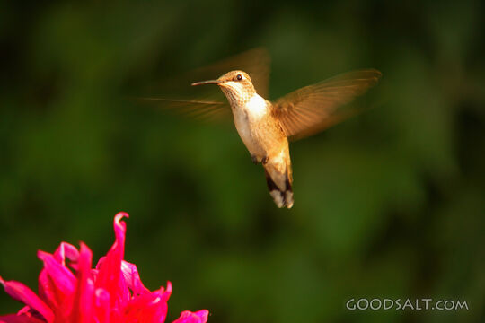 Bird and Pink Flower