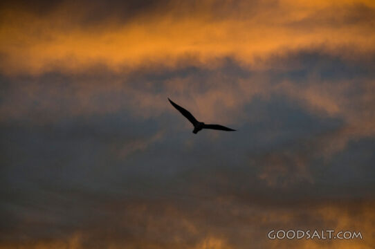 Bird at Sunset