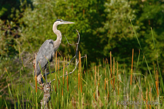 Bird in a Field of Grass