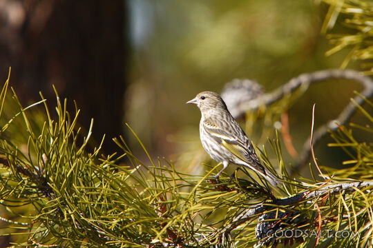 Bird on Tree Branch