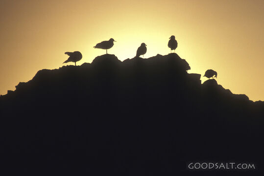 A flock of birds peched on a rock.