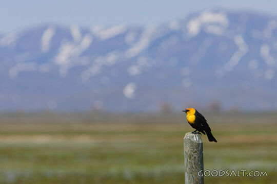 Bird With Mountains