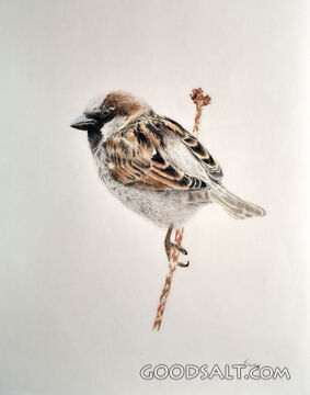 Bird