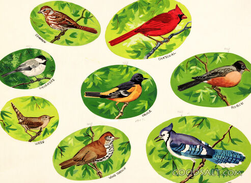 Birds