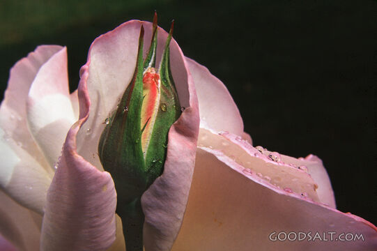 Birth of a Rose
