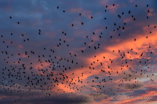 Blackbirds over the Wetlands