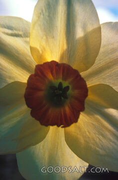 single flower bloom