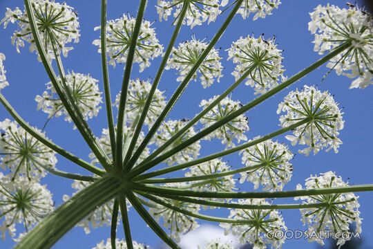 Blossoms Against Blue Sky