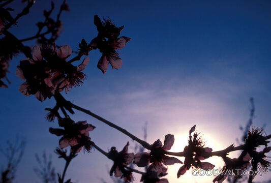blossoms in silhouette