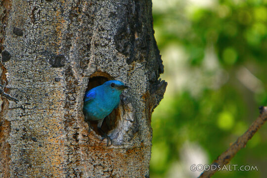 Blue Bird in Tree