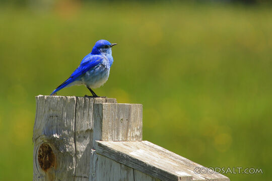 Blue Bird on Fence Post