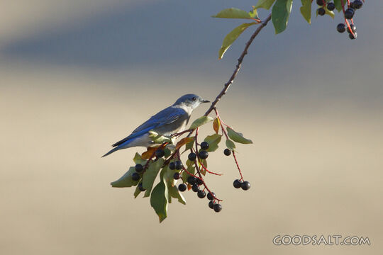 Blue Bird on Tree Branch