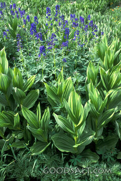 Blue Bonnet&#039;s With Other Green Plants