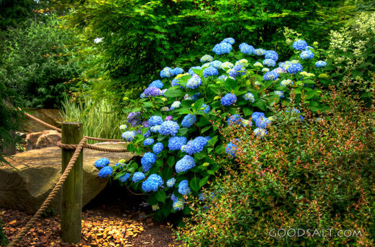 Blue Flowers 