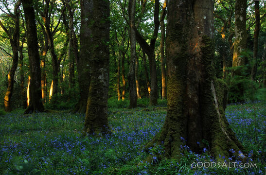 Bluebells in the Woods