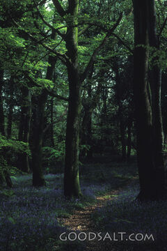 Bluebells in the Woods