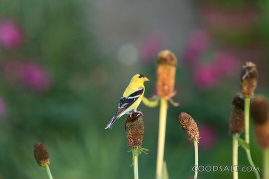 Bright Yellow Bird