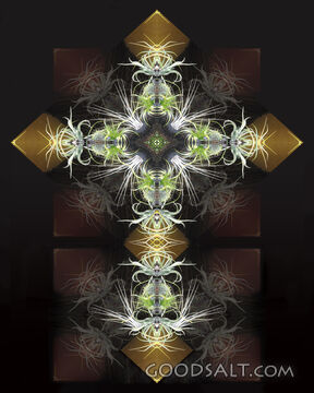 Bromiliad Cross