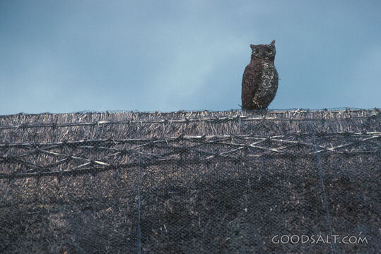 Owl Sentinel on the Roofline