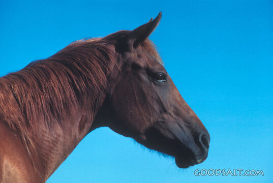 Horse in Profile