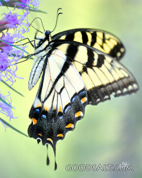 Butterfly 1