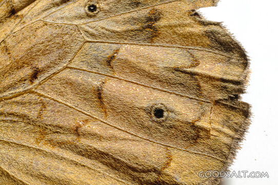 Butterfly Wing