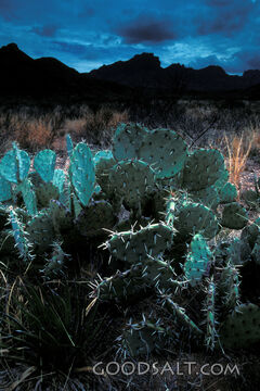 Cactus in Front of a Landscape