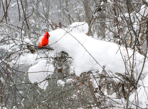 Cardinal in Snow