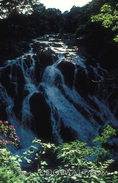 Cascading Waters in the Forest