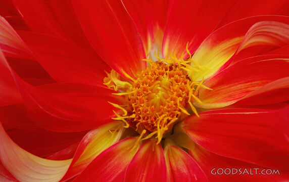 Center Closeup of Bodacious Dahlia