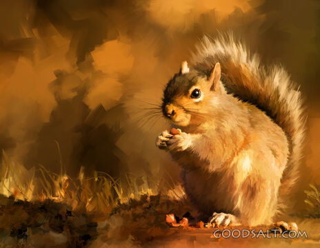 Squirrel