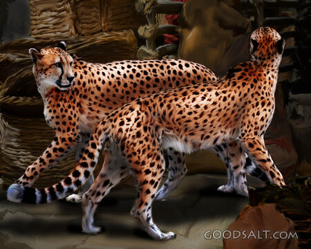 Cheetahs 