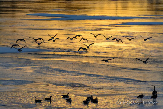 Chilly Morning Flight