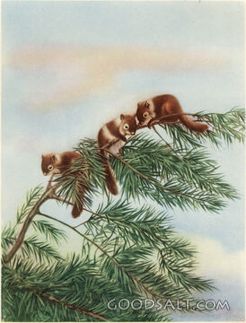 Chipmunks