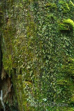 Close-up detail of moss, lichen, texture on cracked bark.