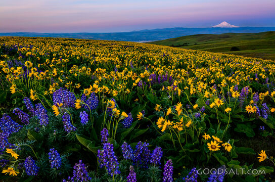 Columbia Hills and Mt. Hood