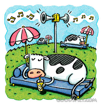 Cows Relaxing
