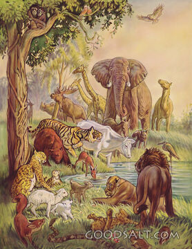 Creation of Animals